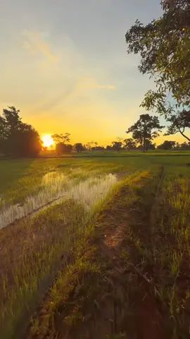 #วิวบ้านนอก🍃 #วิวธรรมชาติบ้านเรา #เธรดท้องฟ้า #เธรดสตอรี่ 