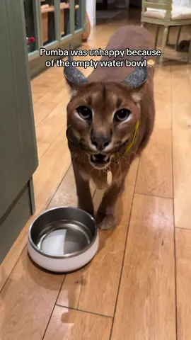The cleanest water Pumba ever drank, link in bio✨ #OneIsAll #transformhowyoupet#oneisallwatefountain #feedanytimeanywhere