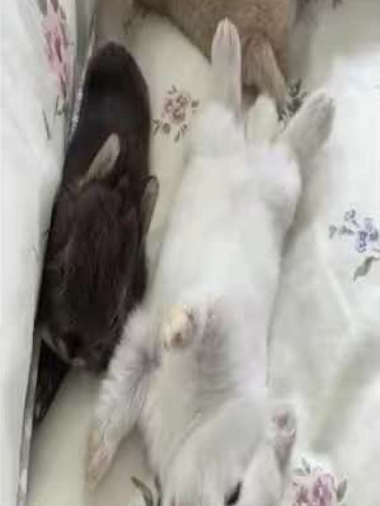 #bunnies #fyp