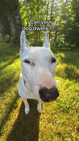 Ummm what…. #dwerk #dog #dogsoftiktok 