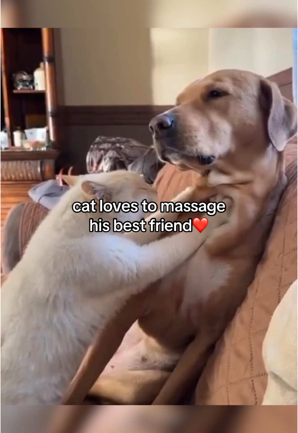 keep watching if you love #animals #wholesome 