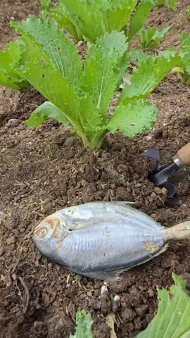 I buried a fish under my lettuce plant and the results after 30 days were amazing. The plants fertilized with fish grew much bigger and greener than those with chemical fertilizer, and far better than the ones with no fertilizer at all. Nature really knows best. #OrganicGardening #GardenExperiment #FishFertilizer #LettuceGrowth #HomeGarden #NaturalFertilizer #GrowYourOwnFood #GardeningTips #PlantExperiment #BackyardGarden #PlantTok 