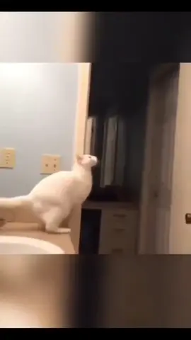 #cat #catsoftiktok #funny #funnyvideos #catlover 