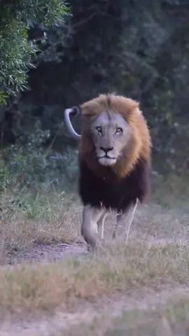 The mighty Plains Camp male Makunga. #CapCut #fyp #viral #lion #justiceforolobor #justiceforlorkulup #wildlifephotography #wildanimals #pcm   