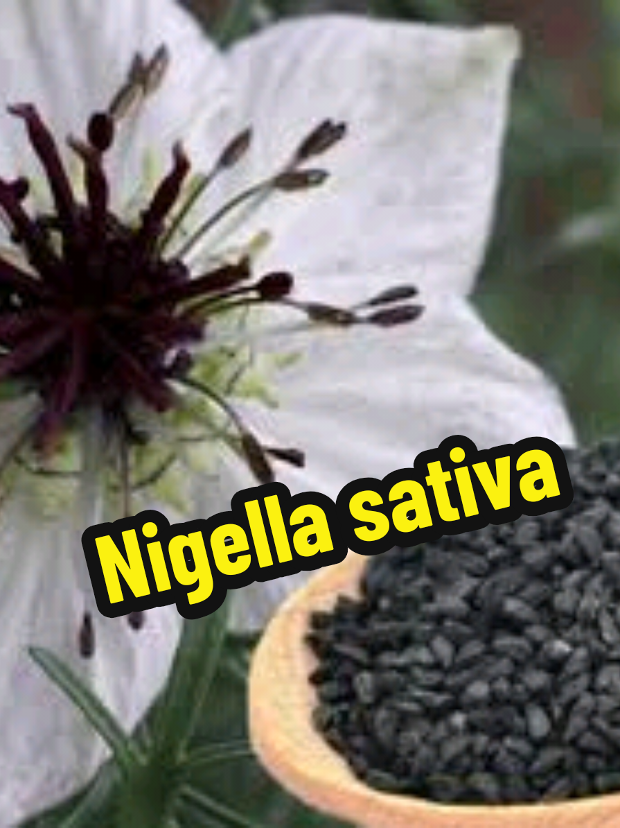 Super Alimento: O mais potente antiflamatório da natureza #cura #verdades #curiosidades 