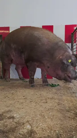 Jardel JR 500 KG