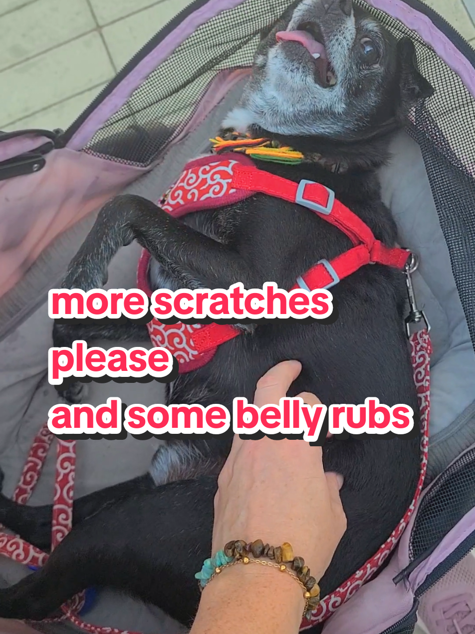 more scratches please  and some belly rubs, Bobik #chihuahua #chihuahuastiktok #dogtok #dogscratch #cutedog #Bobik 