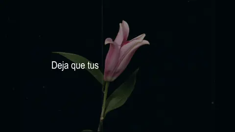 #lyricsvideo #lanadelrey #viraltiktok #saquenmedelflop #relatable #contenido #paratii 
