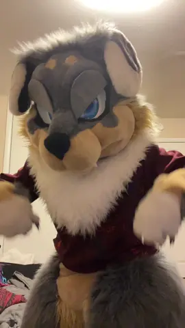 I’m a sheltie thank you very much xD!! #fursuiter #furry #furryfandomfurriesoftiktok #sheltie #Scooter