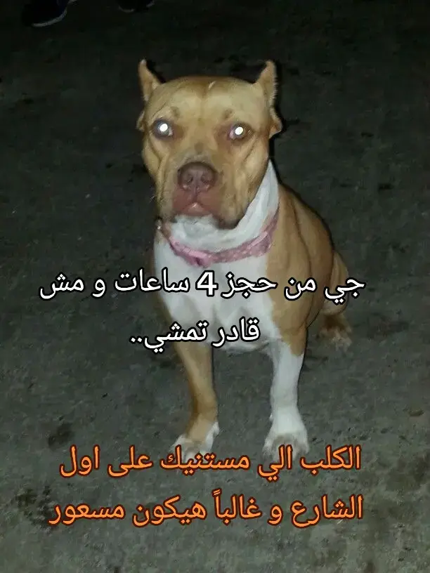 غالباً هيكون اسمو فرعون او سيزر