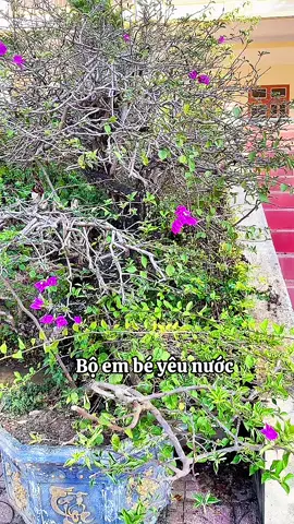 Kèm cả túi mũ và cờ nhé #quanao #quanaotreem #meyen2021 #mebimsua #viral 