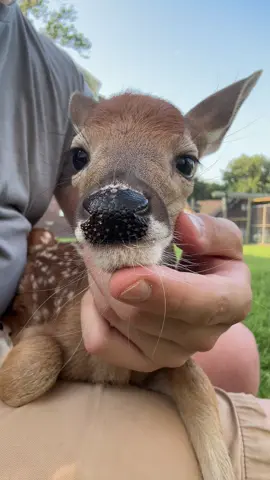 I’m just a fawnnnnnn🤣 #deer #fawn #whitetail #fyp #michigandeerfarmer #deerfarm #deeroftiktok #michigan 