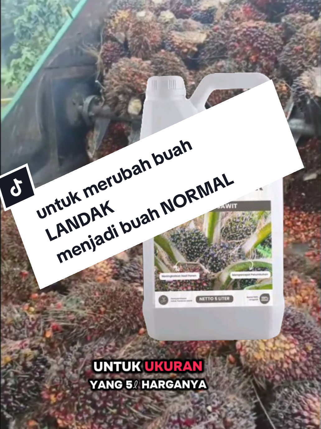 untuk merubah Bunga jantan atau buah landak menjadi normal#POCBOOSTERSAWIT #PUPUKORGANIKSAWIT #3VARIAN #500ML #1LITER #5LITER #BELIDISINI 