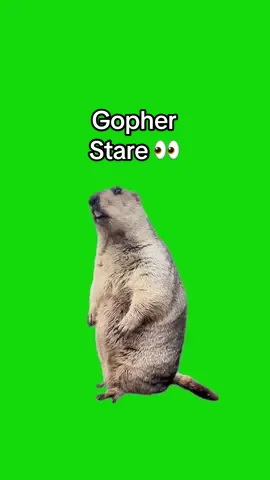 Gopher Stare meme green screen capcut template #stare #staring #meme #gopher #animalmeme #greenscreenmemes #capcuttemplates #CapCut 