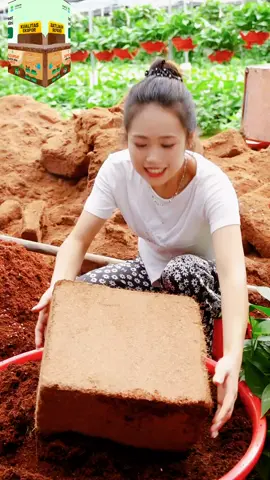 #cocopeat #fyppppppppppppppppppppppp 