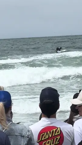 Think I caught the littest moment of the world dog surfing competition!!! #dogsurfing #fyp #brownlab #dogs #surfing 