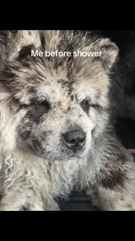 @Giorgia The Chow Chow🐾🐶🎀  #giorgiathechowchow #blackmerle #fyp 