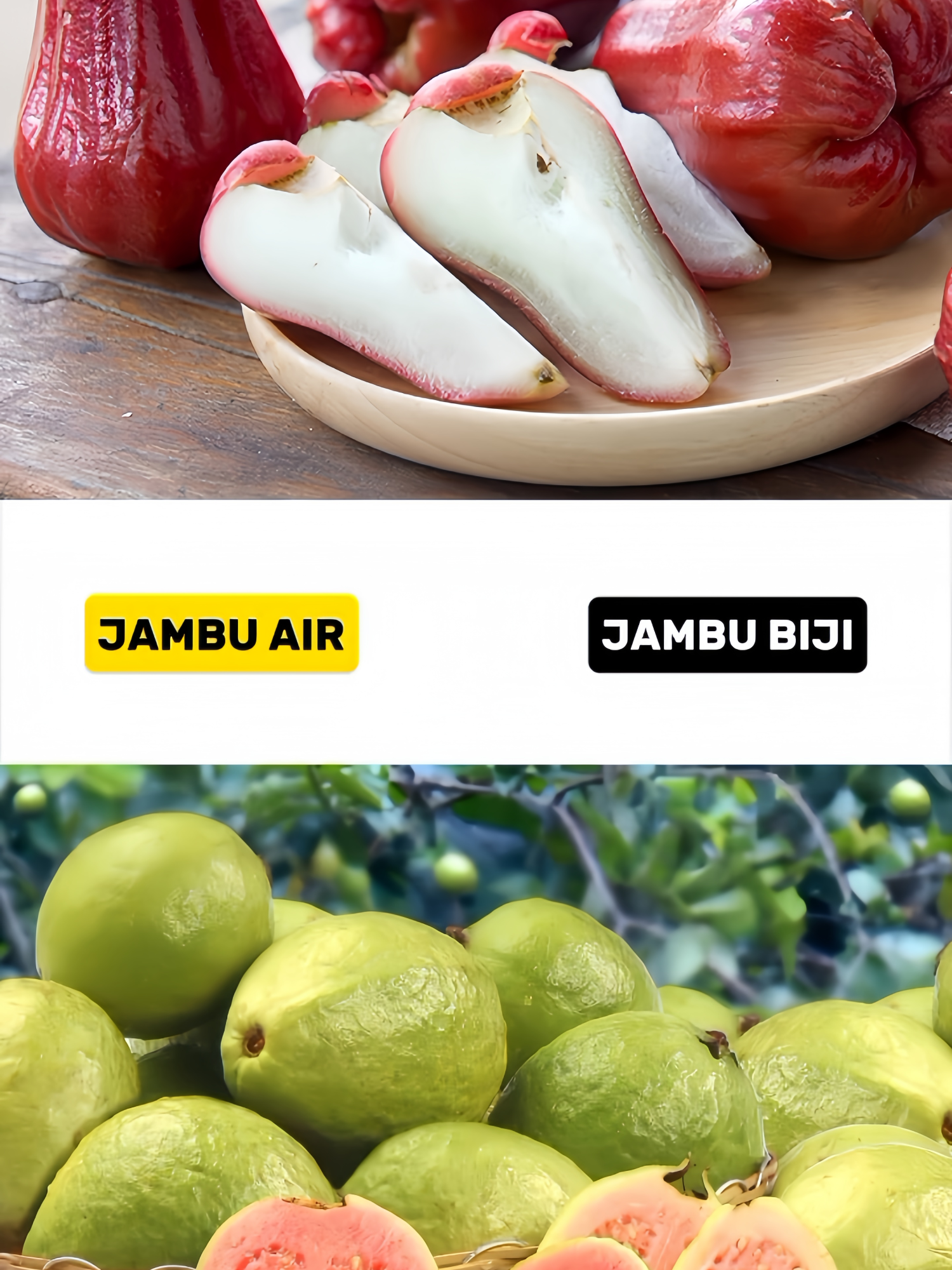 Edukasi buah - #quis #tebak  #edukasindonesiaa 