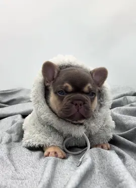 Do you like my outfit?! This lil girl is adorable!🥰 #knuckleheadbullies #labubu #frenchbulldog #puppylove 
