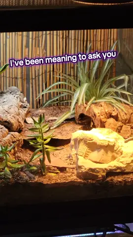 She got a new little underground rock cave today too 🥰 #leopardgecko #gecko #reptile #bioactive #lizard 