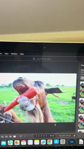 Lmao I actually kill myself but this was to fucking funny 😭😂 #fyp #hilarious #tiktok #animals #goats #pettingzoo 