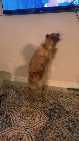 #theshadows #goldenretriever 