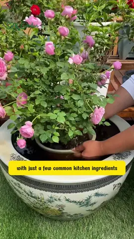 did you know this tips #fentysuperbrandday #planttest #viral2025 #fertilizer #gardentok #tipsforgarden 