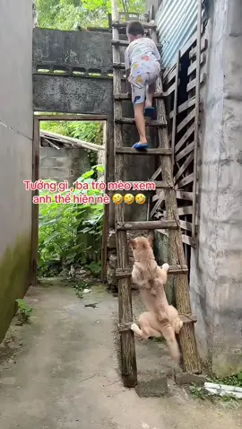Quá đỉnh luôn nha #chó #chó_cưng #pet #dog #xuhuong #trending #cunyeu #hàihước #vuinhon 