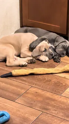 Me & My Brother♥️ #canecorso #canecorsopuppy #puppy #puppies #cute #cutedog #dogs 
