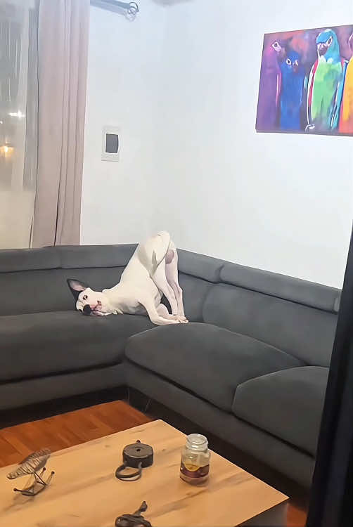 Dogs strange position 😂🥲#funny #scared #scary #pet #animals #prank #dog #doglover #funnydog #