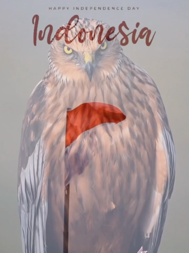 bangun Garuda .....bangkit!!!! #independentday #agustus #indonesiabangkit #templateviraltrend #fypviralsound #rulyajach #fyppppppppppppppppppppppp 
