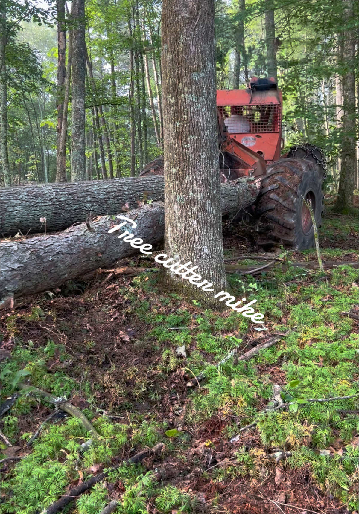 #timberjack #winchwork #550xp #xcutchain #woodgrain #oldschool #kleinhardhats #loggerlife #loggertok 