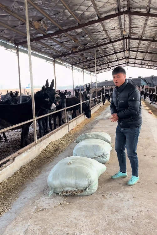 He can chat with all animals, especially donkeys 🤣#foryou #funnykids #funnyvideos #animals #funnydog #funnydogvideos #funnydogsoftiktok 