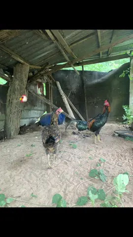 #เด็กเลี้ยงไก่ #ไก่ชน#ไก่บ้าน 🐓