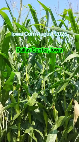 #iowa #iowacorn #midwest #smalltown #corn #august #adventure 