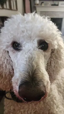 #CapCut #poodle #humor #y #fyp #lizard #louie #lizzard 