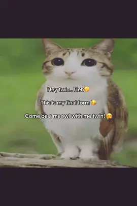 Cmon twin ;) #fyp #meowl #owlcat #funny #fyp #fyppppppppppppppppppppppp #xyzbca #catowl #newsoul #fyypp