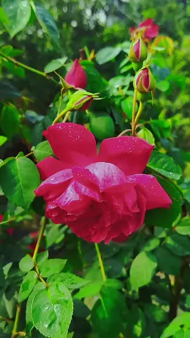 এই সুন্দর্য তুলনাহীন 🤗#trending #trend #bdtiktokofficial #viraltikto #tiktokindia #trend #bdtiktokofficial 