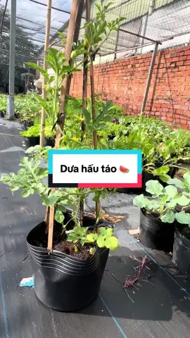 Dưa hấu táo 🍎🍉 #vuonraugiongngocnhung #raugiong #xuhuong #xuhướng #vuon 