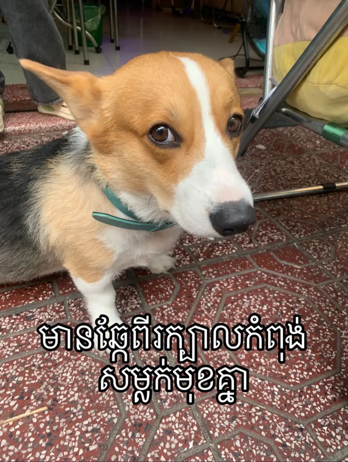 #creatorsearchinsights #memes #funny #foryou #fyp 