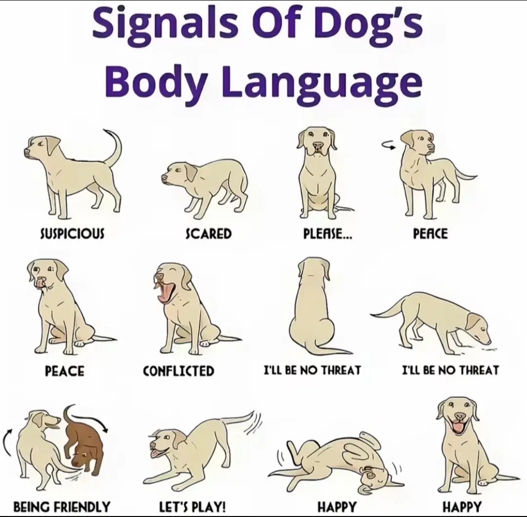 #fypage #dogsoftiktok #doglover #funnydogsoftiktok #dogbodylanguage 