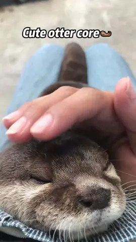 Funny otter🦦#fyp #sea #cutepet #otter #funnyotter #animal #otterlover #funny #funnyvideos 