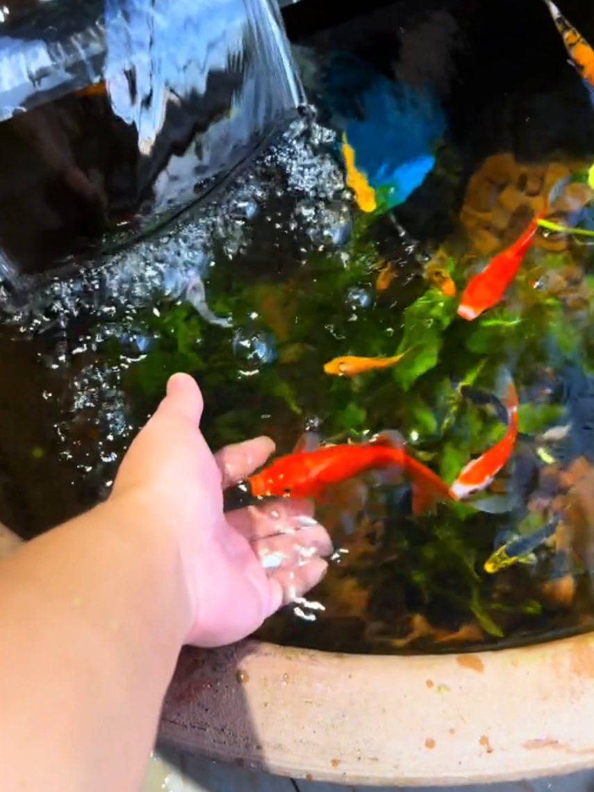 Chậu nuôi cá đơn giản ngoài ban công chung cư #nuoica #chaunuoica #thuysinh #thugian 