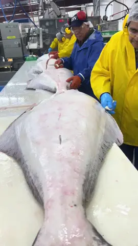 Fillet competition..#filletingfish #halibut #fillet #knifeskills #kodiak #alaska 