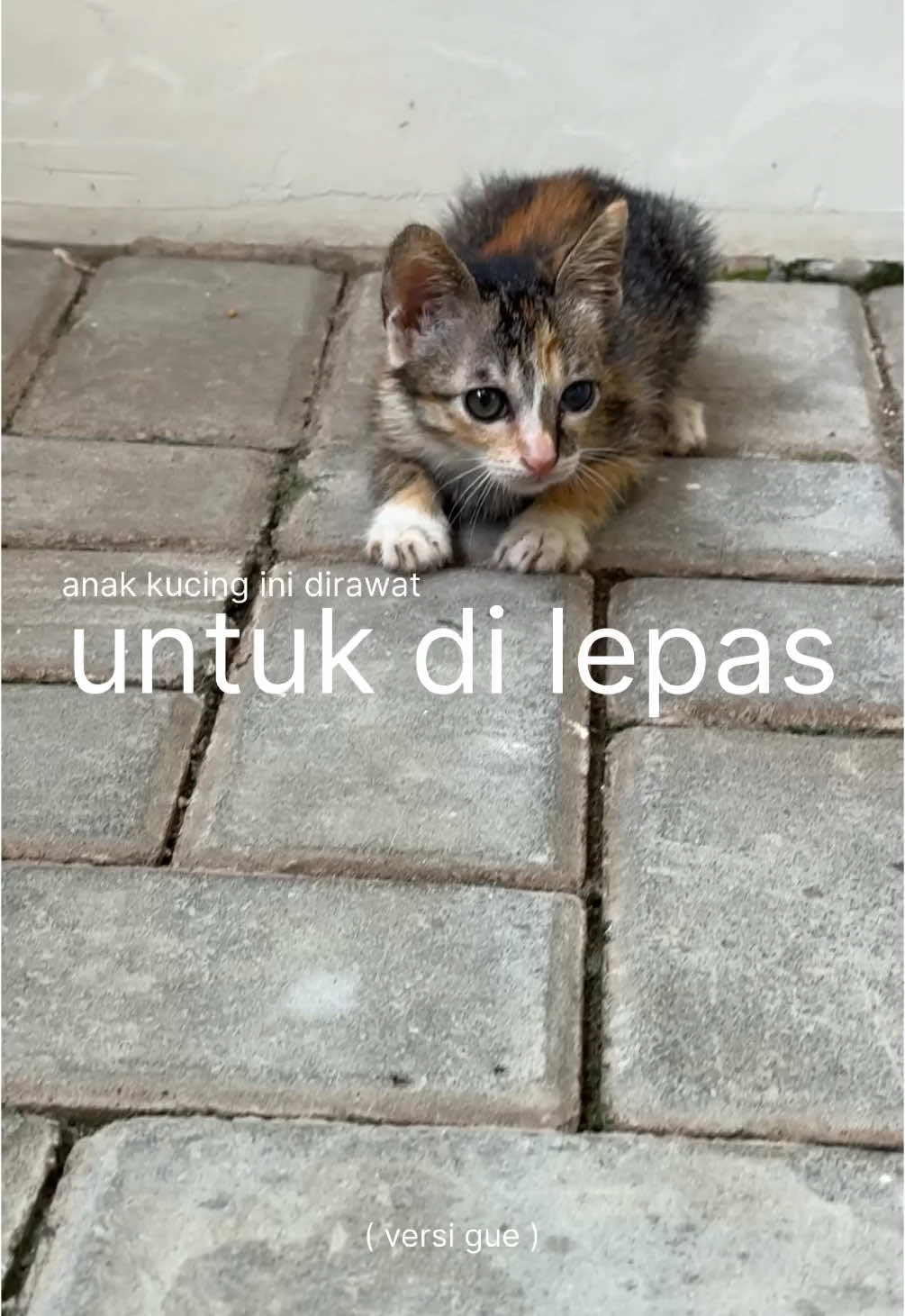 #anakkucing ini baru aja ketemu rumah, uda harus cari rumah lagi. #minivlog #fyp 