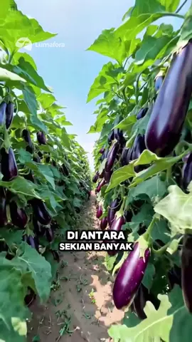 TERONG UNGU FAVORIT PARA PETANI 🤑 Kenapa Terong Ungu Jadi Favorit Petani? 🍆👩🌾 ✅ Mudah dirawat, tahan hama & cuaca ✅ Panen cepat, cuma butuh 2 bulan ✅ Laku keras di pasar, dari warteg sampai restoran mewah! Gak heran terong ungu jadi pilihan utama petani. Kalau menurut kamu gimana? Komentar di bawah ya! 👇 #fyp #reels #faktaunik