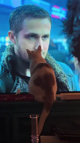 This still kills me I had to post it lmao #ryangosling #catsoftiktok #fyp 