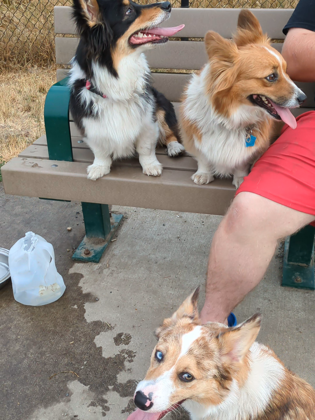 Why do Opal and Willow look like they just filed their taxes and are waiting for a latte. Meanwhile Jasper's on the ground living like it's day 47 of a zombie apocalypse 💀  #corgisoftiktok #dogsoftiktok #relatable