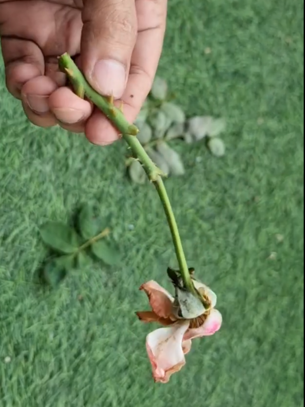 #Rose #plants #AloeVera #flower #plantslife 