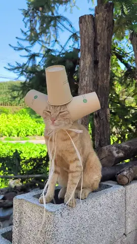 Technology cat#fyp #kitten #cat 